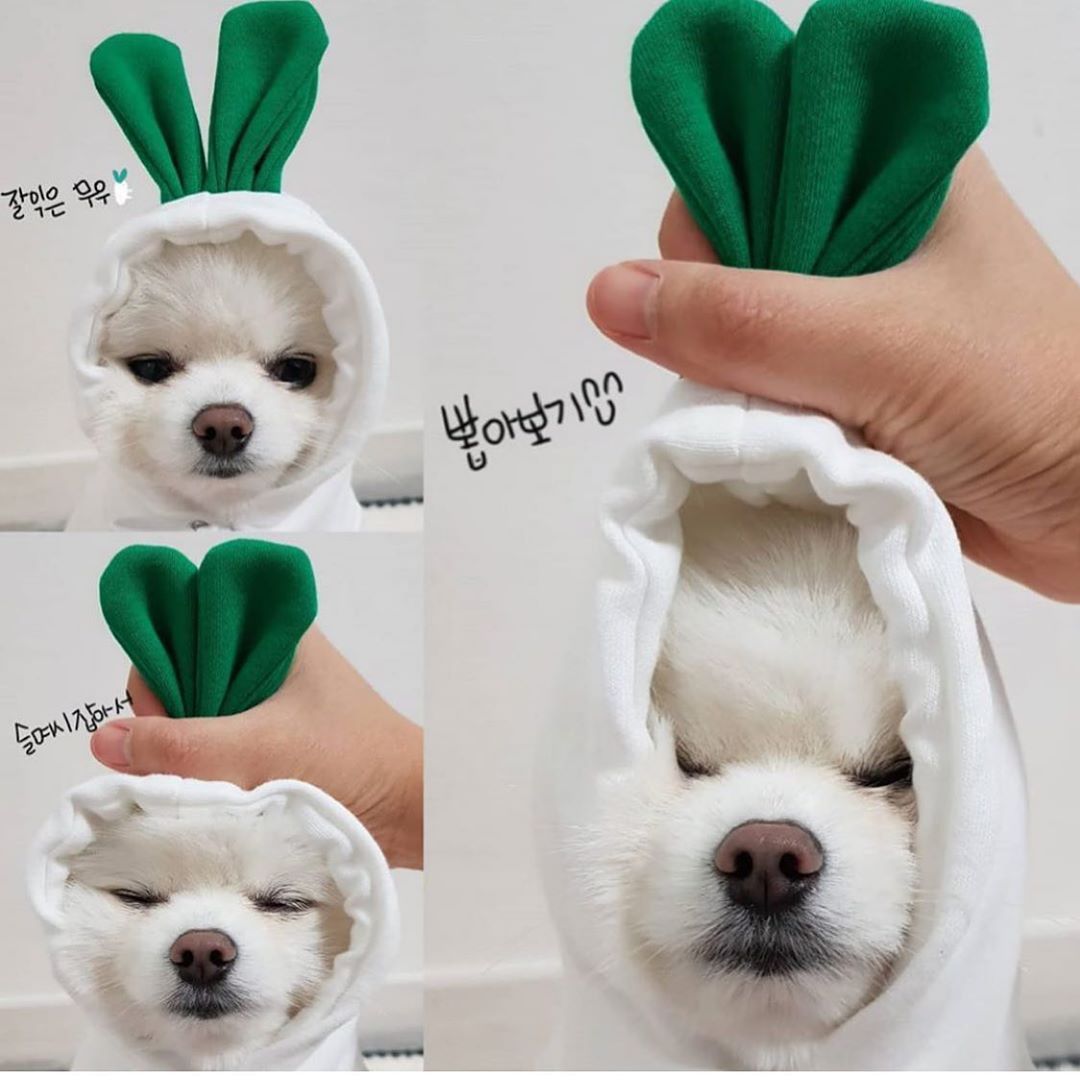 Adorable Fruit & Animal Themed Dog Hoodies