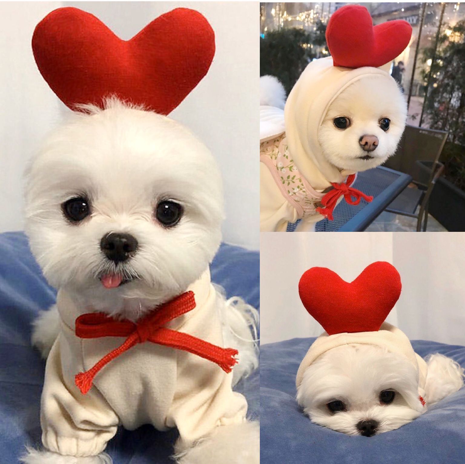 Adorable Fruit & Animal Themed Dog Hoodies
