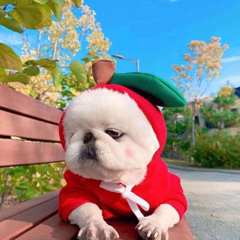 Adorable Fruit & Animal Themed Dog Hoodies