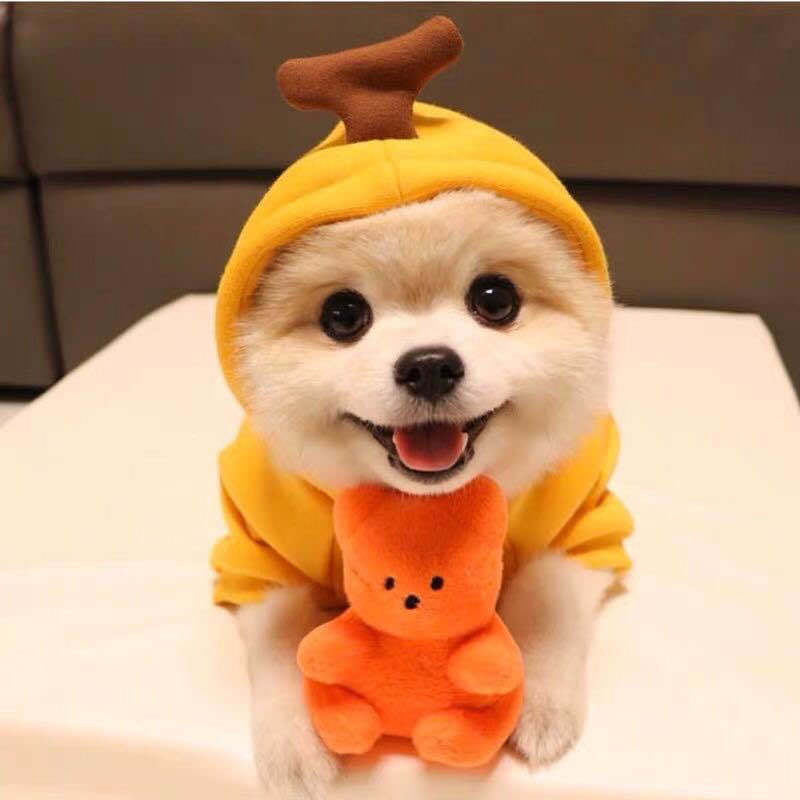 Adorable Fruit & Animal Themed Dog Hoodies