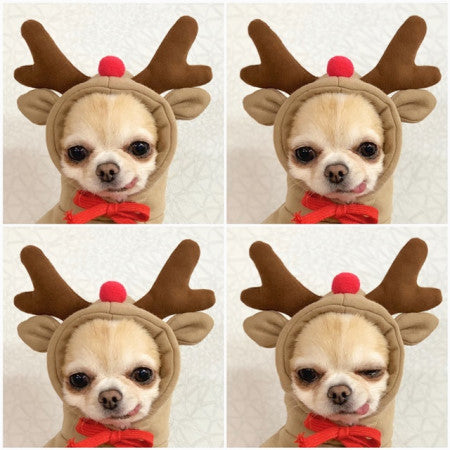 Adorable Fruit & Animal Themed Dog Hoodies