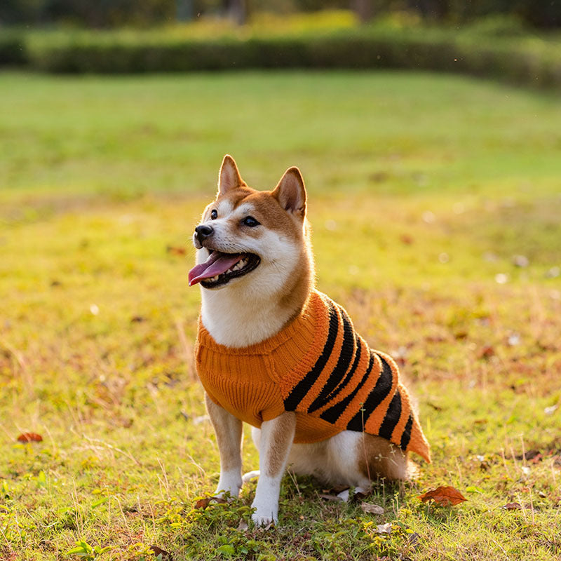 Spooky & Sweet Halloween Dog Sweater