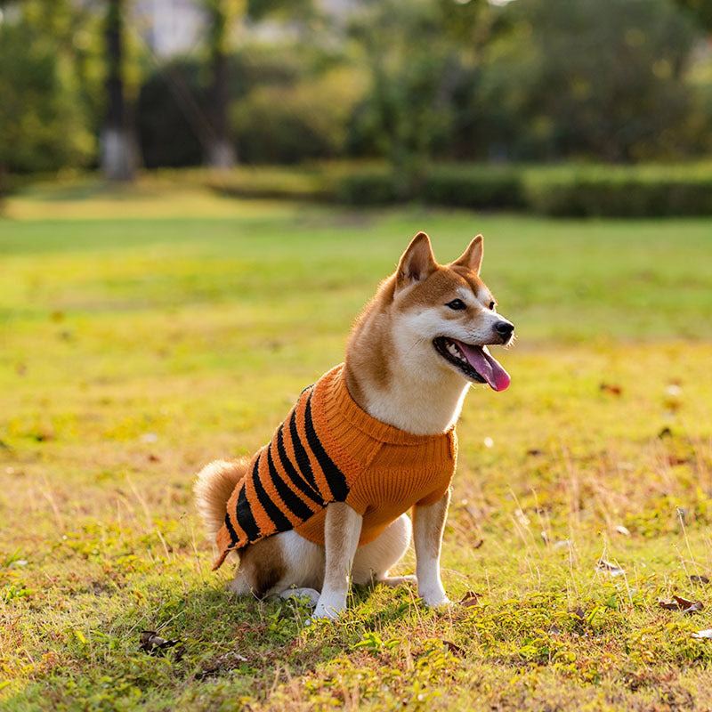 Spooky & Sweet Halloween Dog Sweater