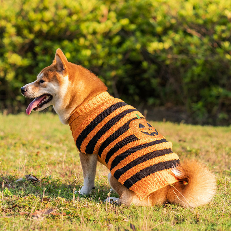 Spooky & Sweet Halloween Dog Sweater
